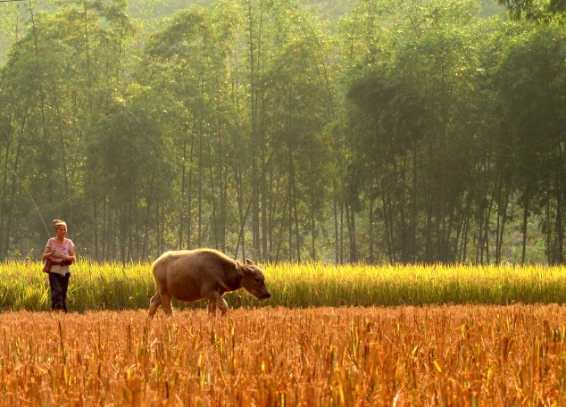 belle-riziere-de-mai-chau