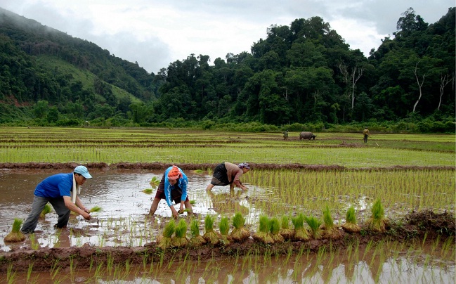cultiver-le-riz-a-phongsaly-laos