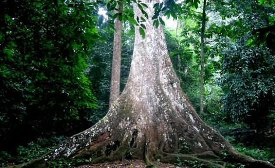 gros-arbres-au-parc-de-cuc-phuong