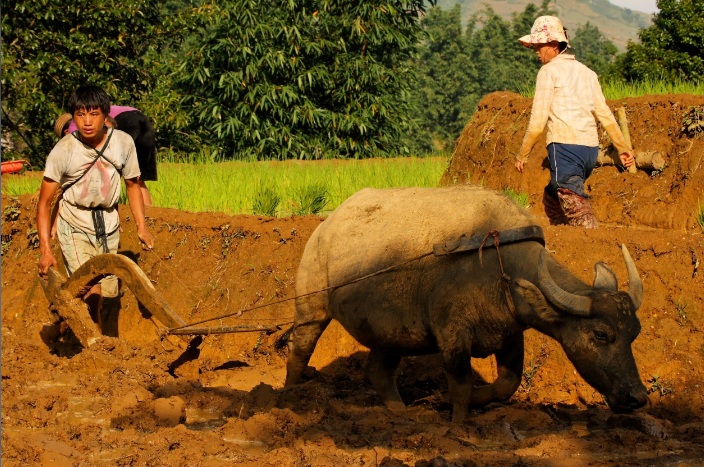 labour-de-la-terre-vietnam
