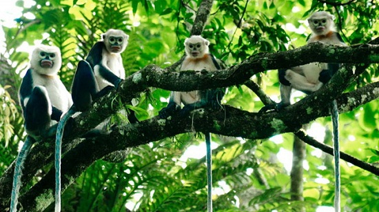 singes-vietnam-parc-national-cuc-phuong