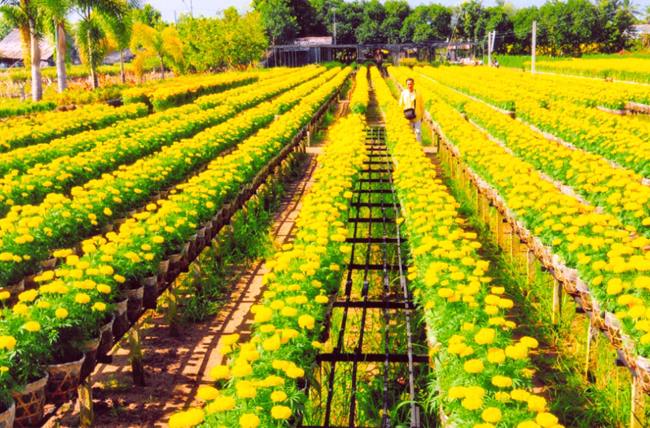 belles-fleurs-de-sa-dec-au-sud-vietnam