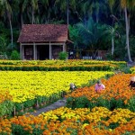 champs-de-fleurs-ben-tre-vietnam-photos