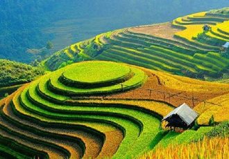 campos de arroz en Vietnam
