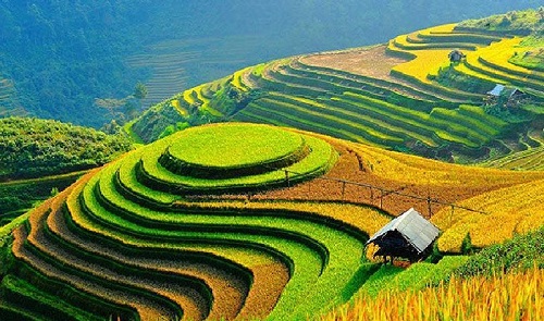 campos de arroz en Vietnam