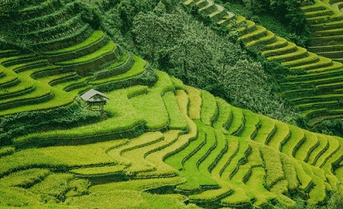 sapa-arroz-campo-en-terraza-Vietnam1