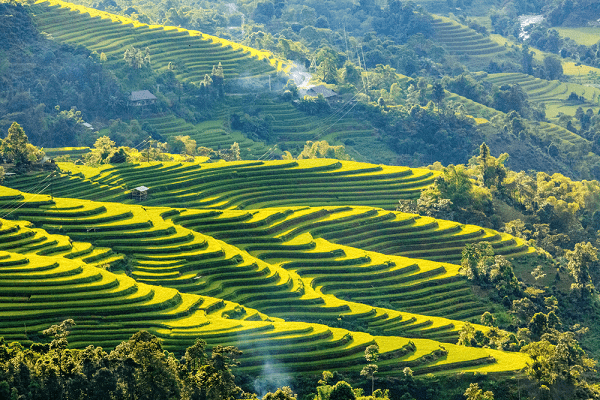 Hoang Su Phi arrozal en terraza Vietnam
