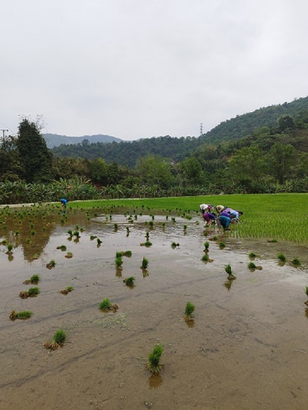 trasplante de arroz vietnam