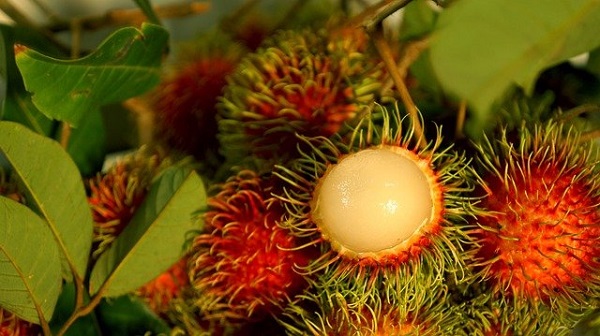 rambutan fruta exotica vietnam viaje