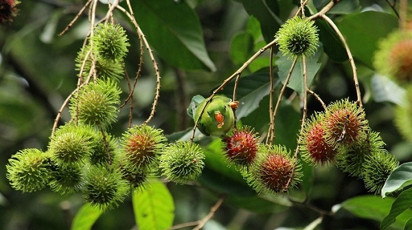 rambutan fruta exotica vietnam